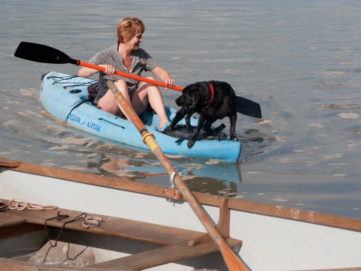 Reluctant water hound